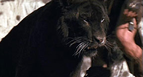 The 1982 film 'The Beastmaster' used this tiger dyed black as a panther. Supposedly real black tigers are just one variety of the many types of black panther that are currently unrecognized by science. This screenshot is copyrighted by those who own the copyright to the film.