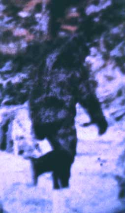 This is a frame from the famous Patterson film, showing a Bigfoot who has been nicknamed 'Patty.' The copyright of this movie still is most likely owned by Rene Dahinden.