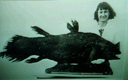 This photograph shows a stuffed specimen of the first coelacanth to ever be viewed by western scientists. The copyright for this photograph is in the public domain, according to Wikipedia.