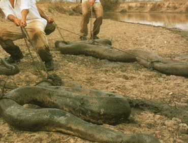 what is the largest anaconda ever recorded