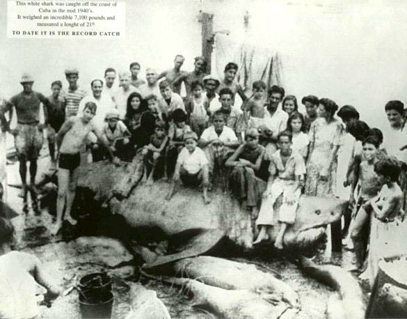 A giant shark caught near Cuba. The measured length is currently disputed. This photo is widespread on the Internet and it is unclear who owns the picture copyright.