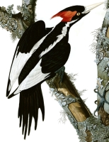 Ivory-billed woodpecker picture by John James Audubon, now in the public domain.