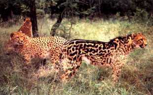 The animal on the right is a king cheetah. The other cheetah shows normal coloring. I do not know who owns the copyright to this photo.