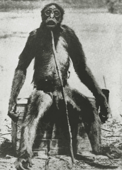 The most well-known mono grande or giant monkey is De Loy's Ape. This is copyrighted by those who own the copyright to the book cover art for 'Extraordinary Animals Revisited' by Karl Shuker.