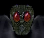 Mothman's insect-like face and huge red eyes are central features in most reports. This is copyrighted by those who own the copyright to the book cover art for 'Mothman: The Facts Behind the Legend' by Jeff Wamsley and Donnie Sergent Jr.