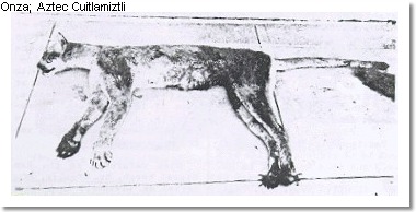 A photograph of what is thought to be a dead onza. I do not know who owns the copyright to this photo.