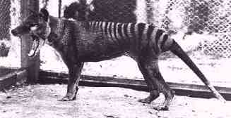 A photograph of a real thylacine, before they were declared extinct. I do not know who owns the copyright to this photo.