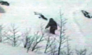 This yeti picture is copyrighted by those who own the copyright to the book cover art for 'Monsters Caught on Film' by Dr. Melvyn Willin.